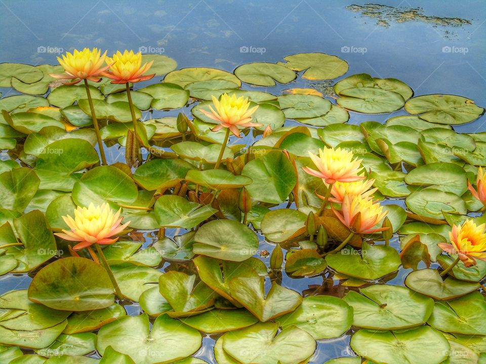 Water lily floating on water