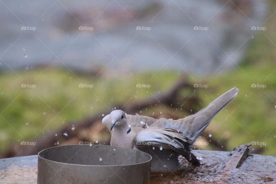 A wood pigeon bathes in the splashing water of a puddle and