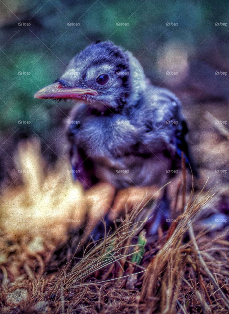 baby blue jay