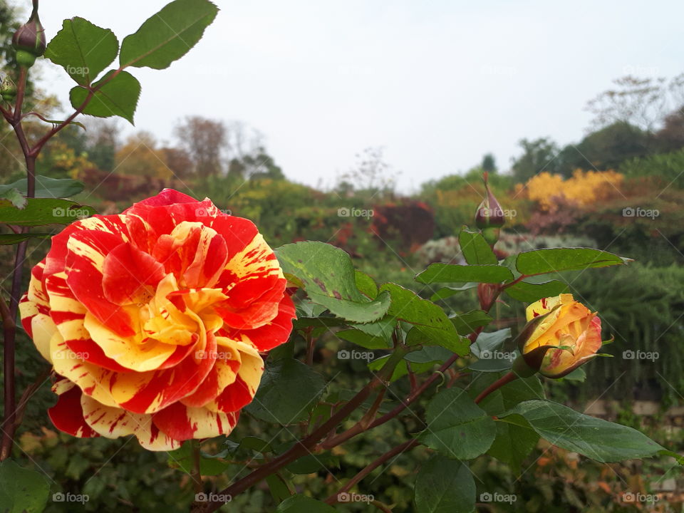 Red And Yellow Rose Flowers