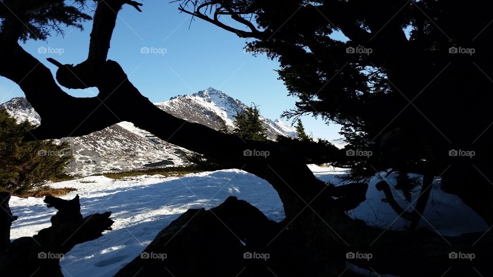 Mountain through the trees