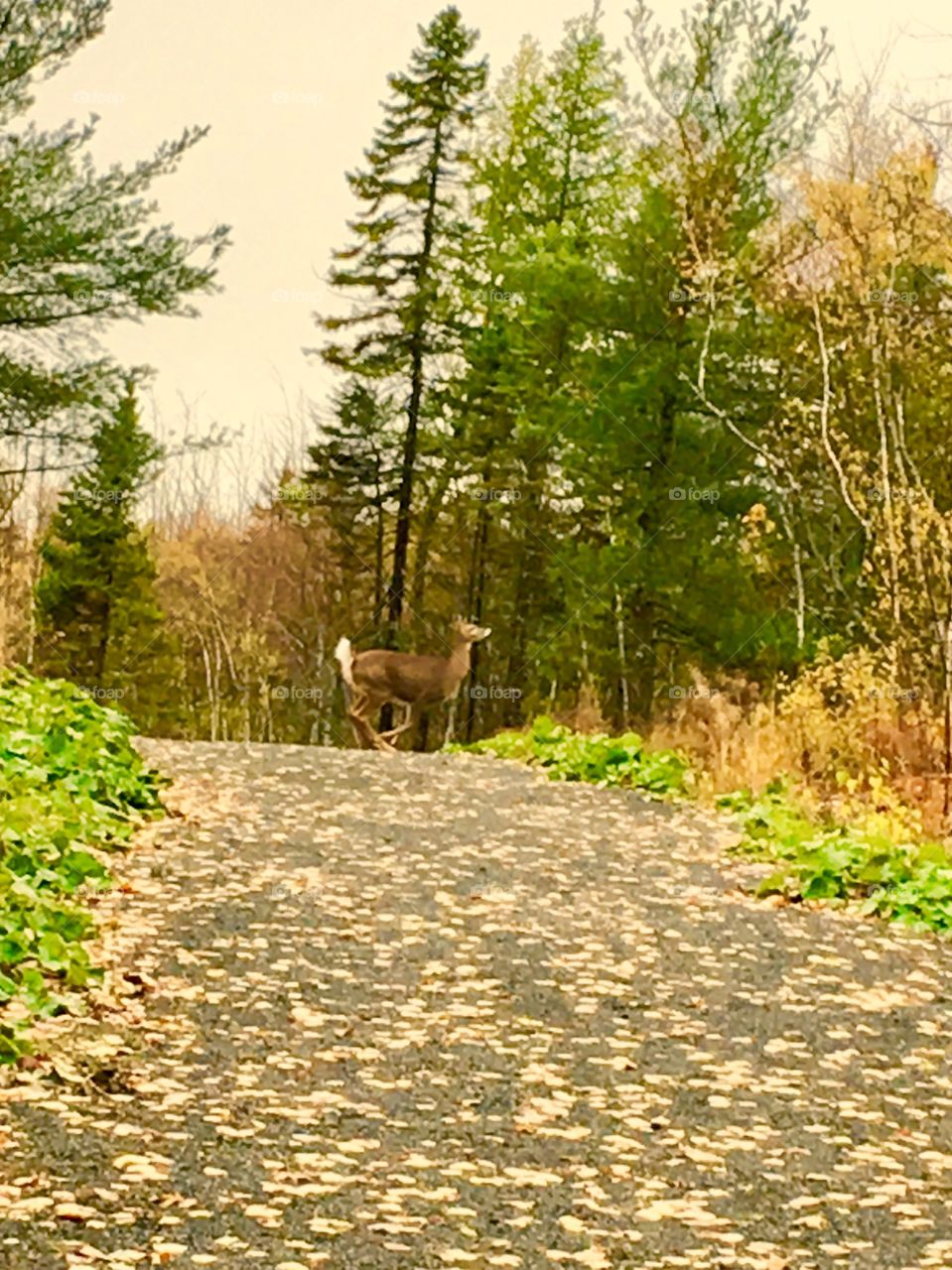 A couple of deer walk/run through the woods 