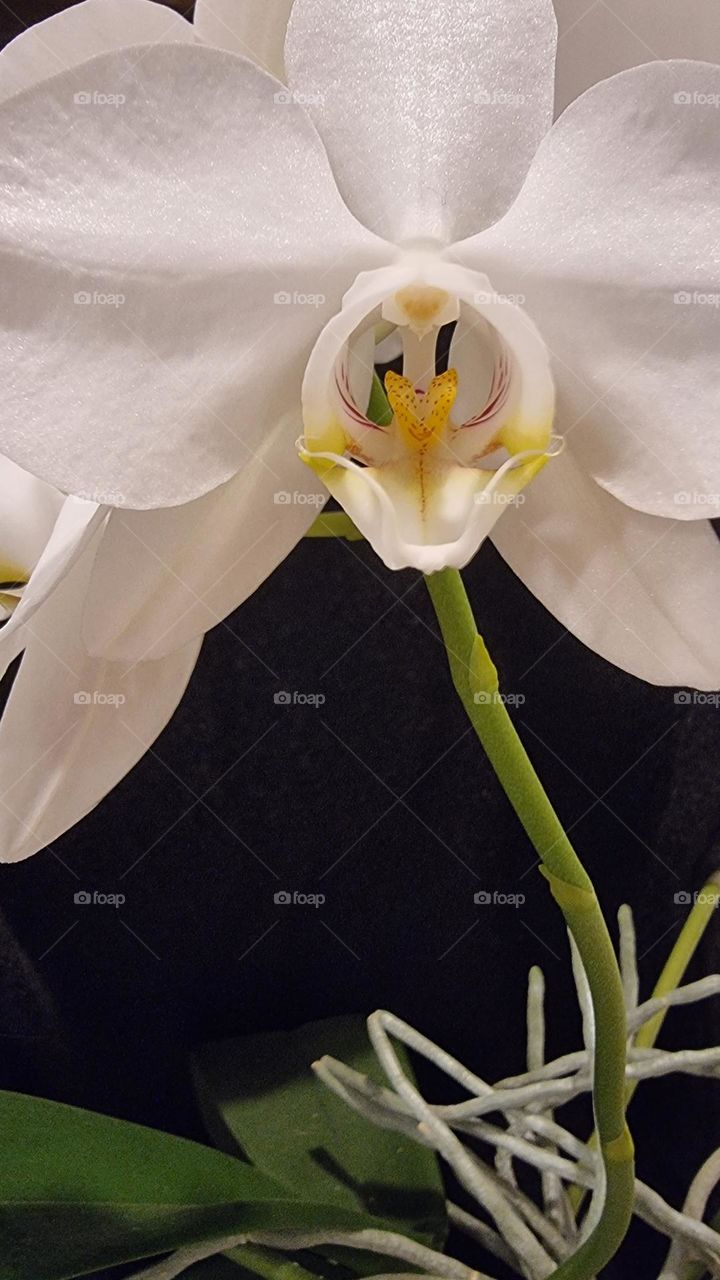 white orchid phalaenopsis