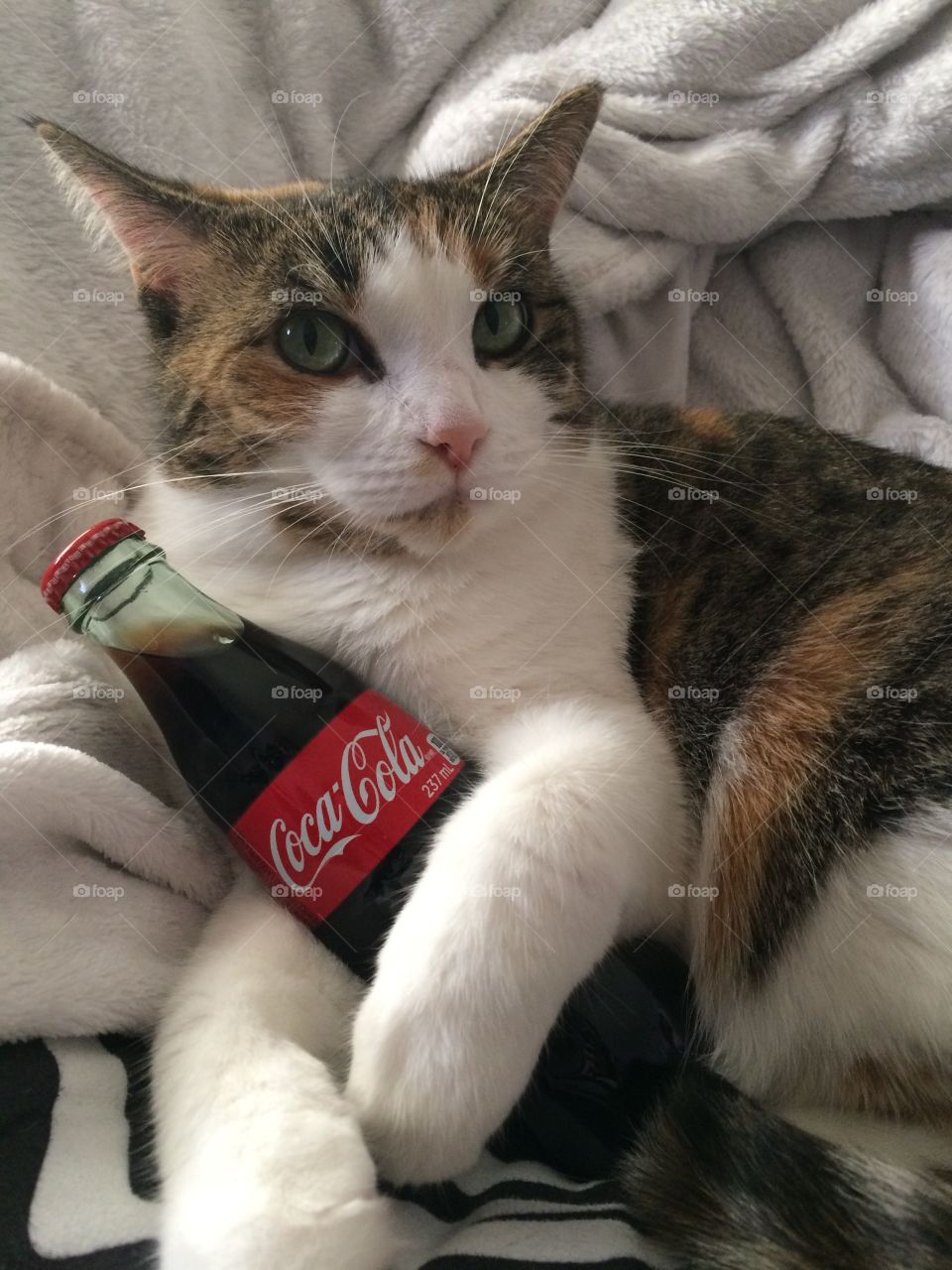 Coca Cola kitty 🐱 cat