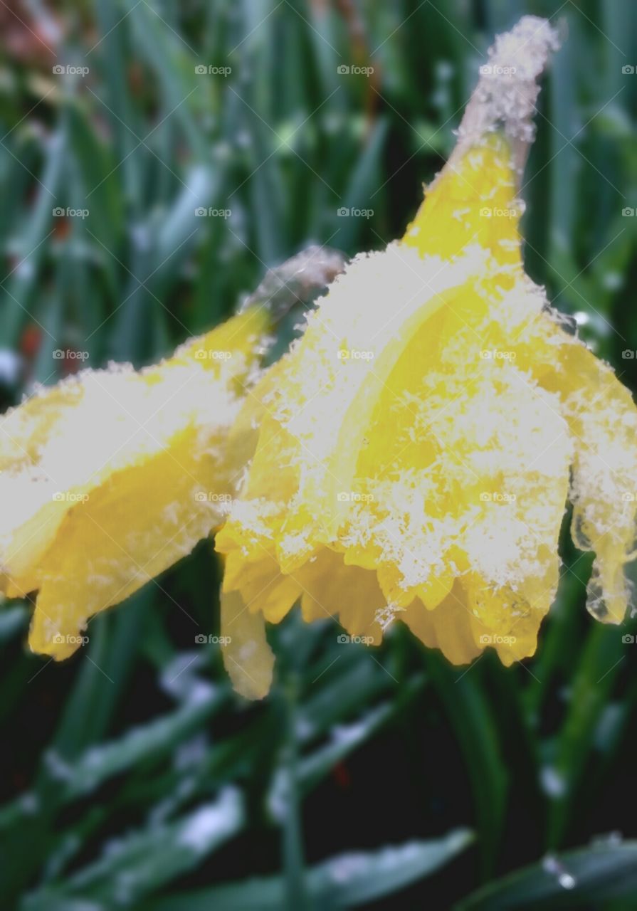 Snow on daffodils