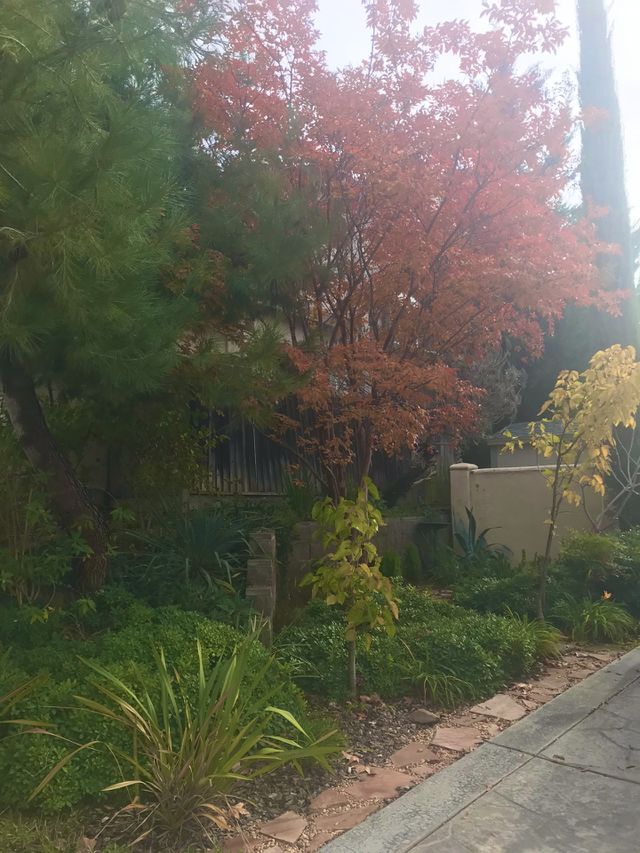 Fall color 