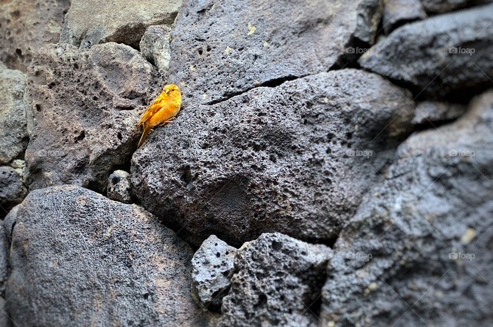 Yellow sparrow perched on a rock wall