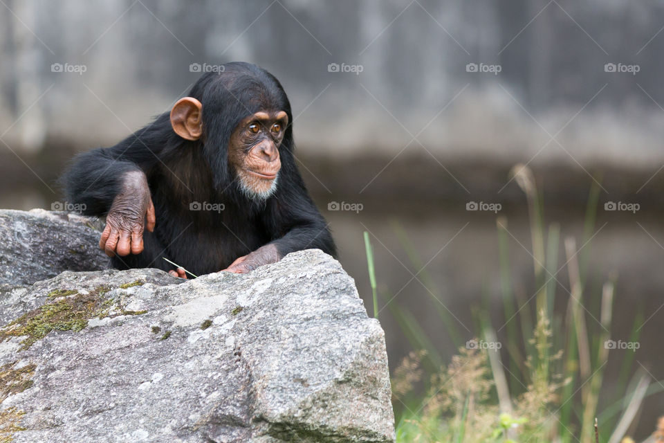 Baby chimpanzee monkey looking focused 