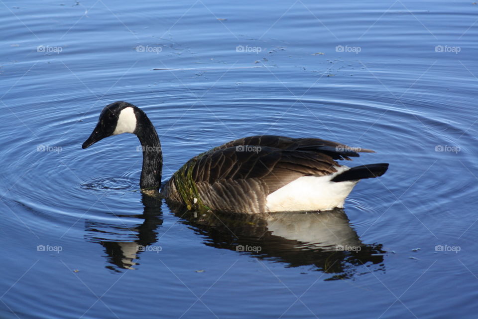 Canadian Goose out for a Swim