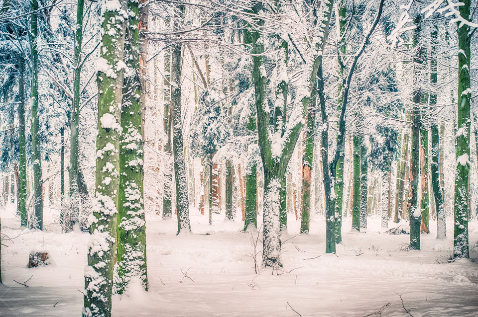 View of bare tree in forest