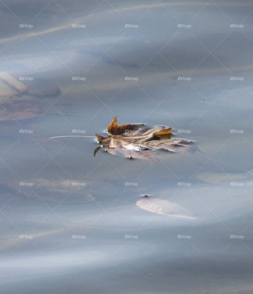Novembers leaf Stays a float 
