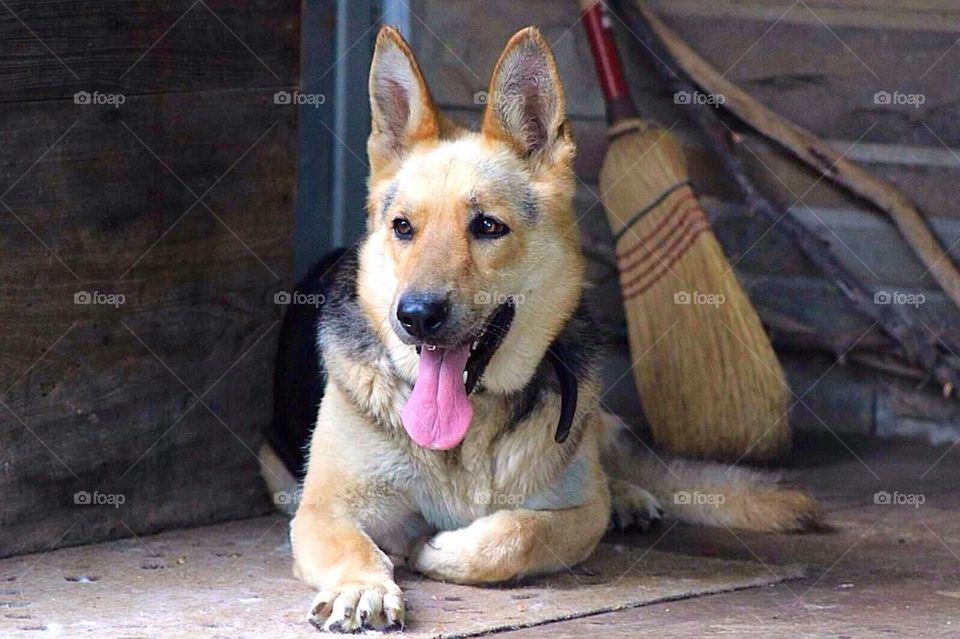 Beautiful German Shepherd 