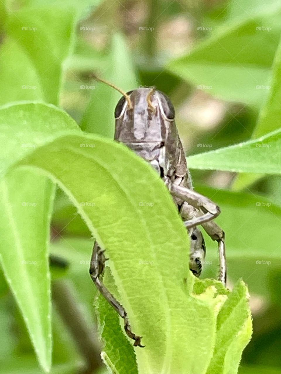 Grasshopper sitting on a green leaf peeking at me 