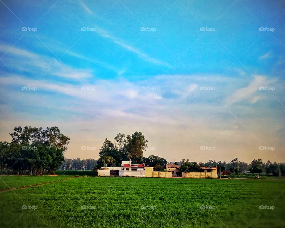 House view