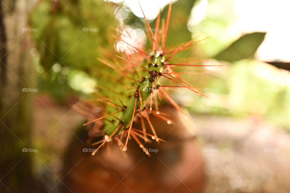 Cactus details