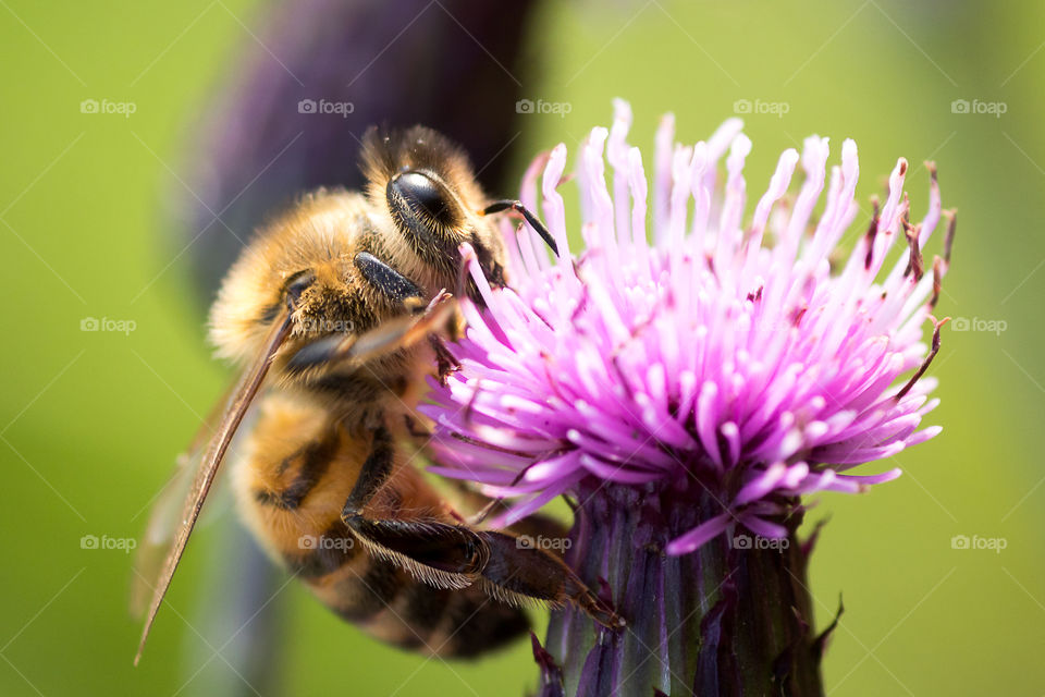 Beautiful honeybee filling up on nectar pollinating the flower of a large thistle. early in the morning in a Swedish meadow