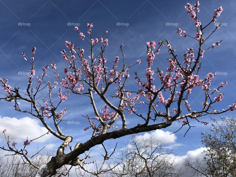 Flores de Primavera 
