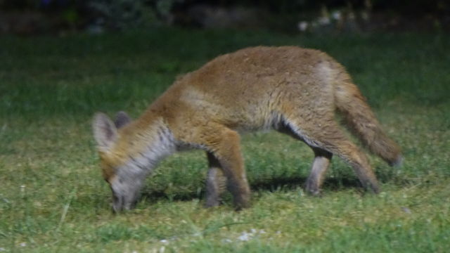 Fox cub