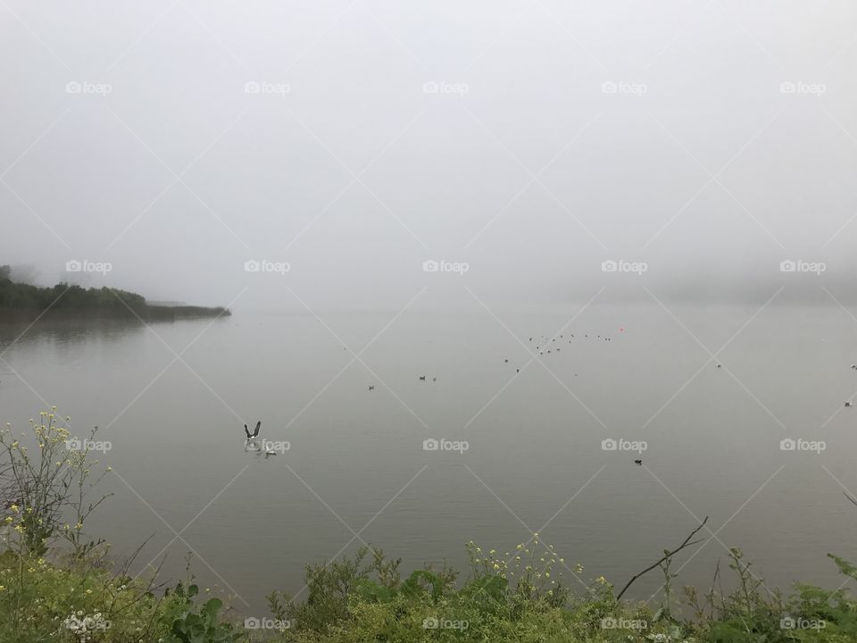 Foggy morning at Lake Merced 