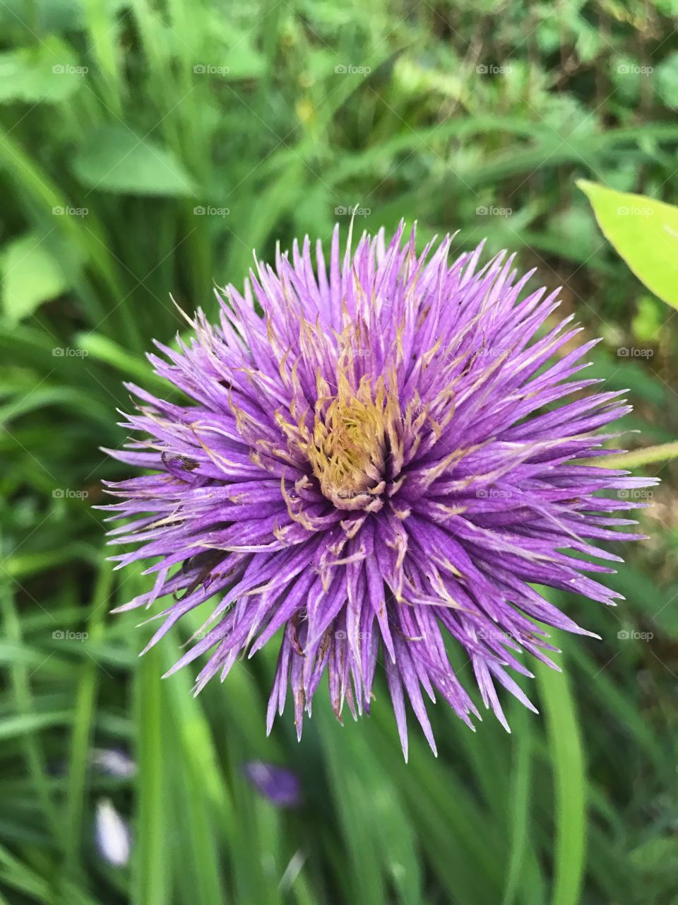 Purple flower