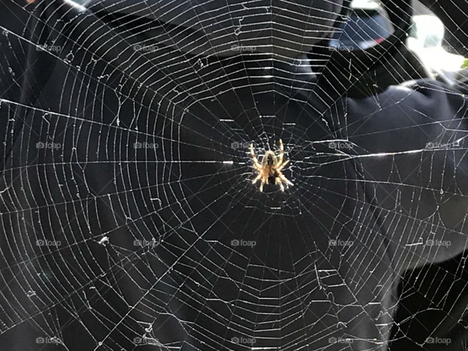 Weaving a web