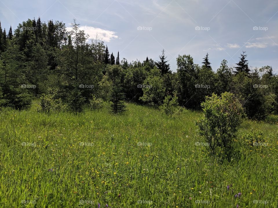 Meadows in Northern Ontario