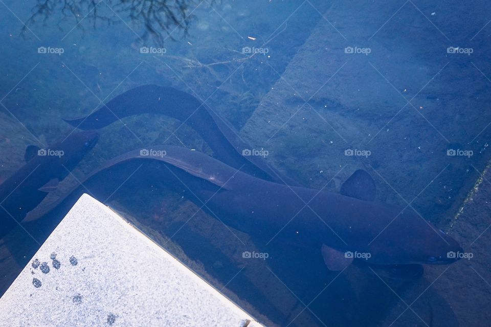 Longfin eels in the Avon River, Christchurch, New Zealand 