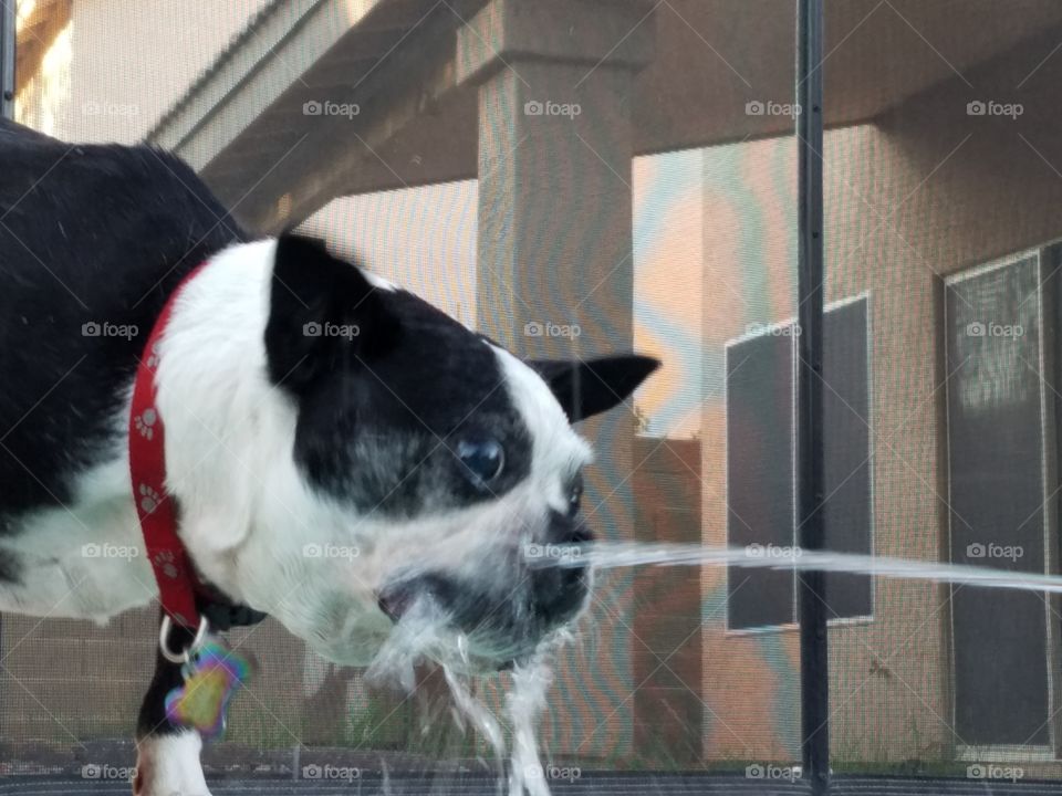 dog playing with water 4