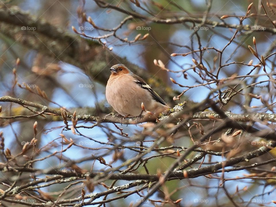 Chaffinch