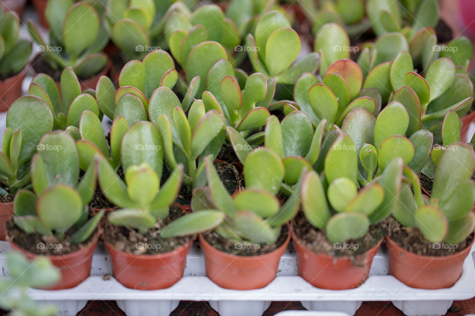 Succulent in Pots