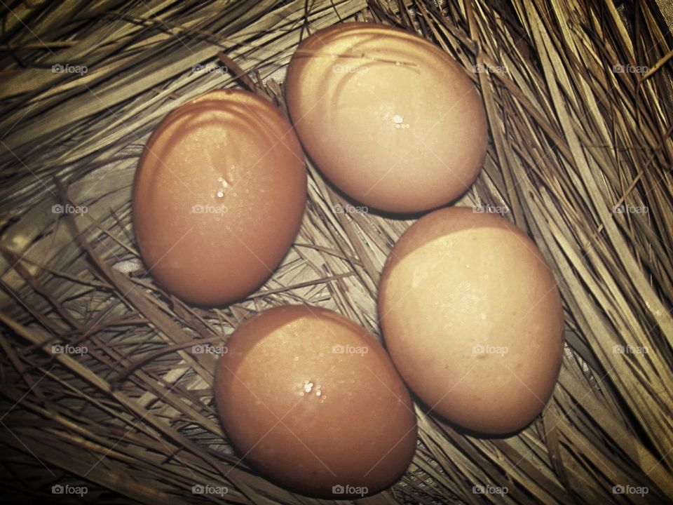 HEN EGGs