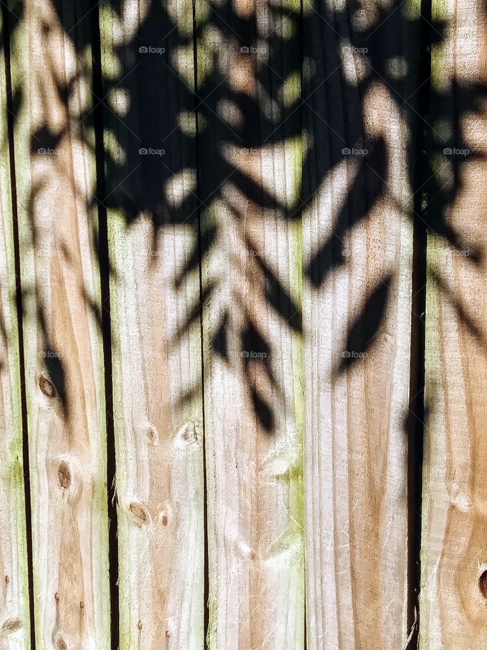 shadows on a fence