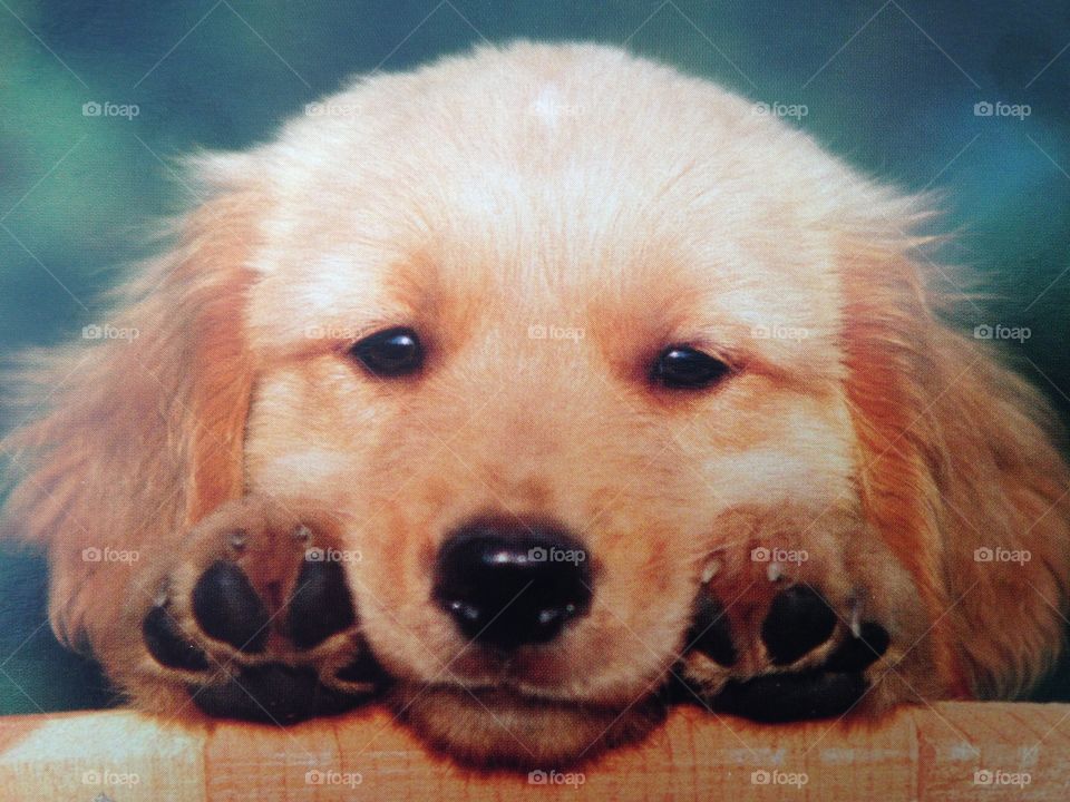 FRANÇAIS:
Un chien, un tout petit chien.
C'est la photo d'une photo.

ENGLISH:
A dog, a tiny dog.
This is the photo of a photo.

DEUTSCH:
Ein Hund, ein kleiner Hund.
Dies ist das Foto eines Fotos.