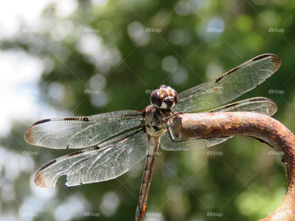 dragonfly