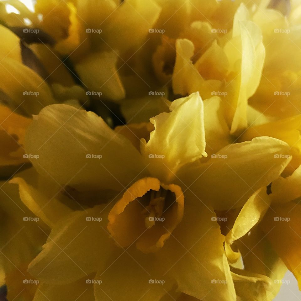 Daffodils 