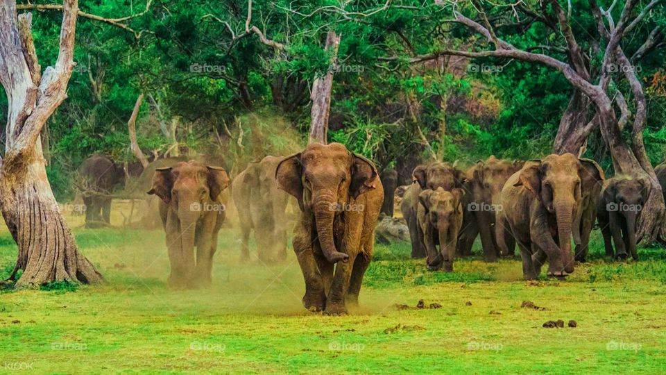 srilanka eliphant