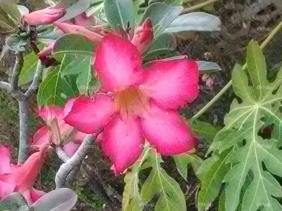 Every flower is a soul blossoming in nature.