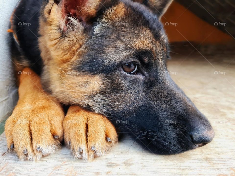 German Shepherd puppy relaxes with its muzzle resting on its paws