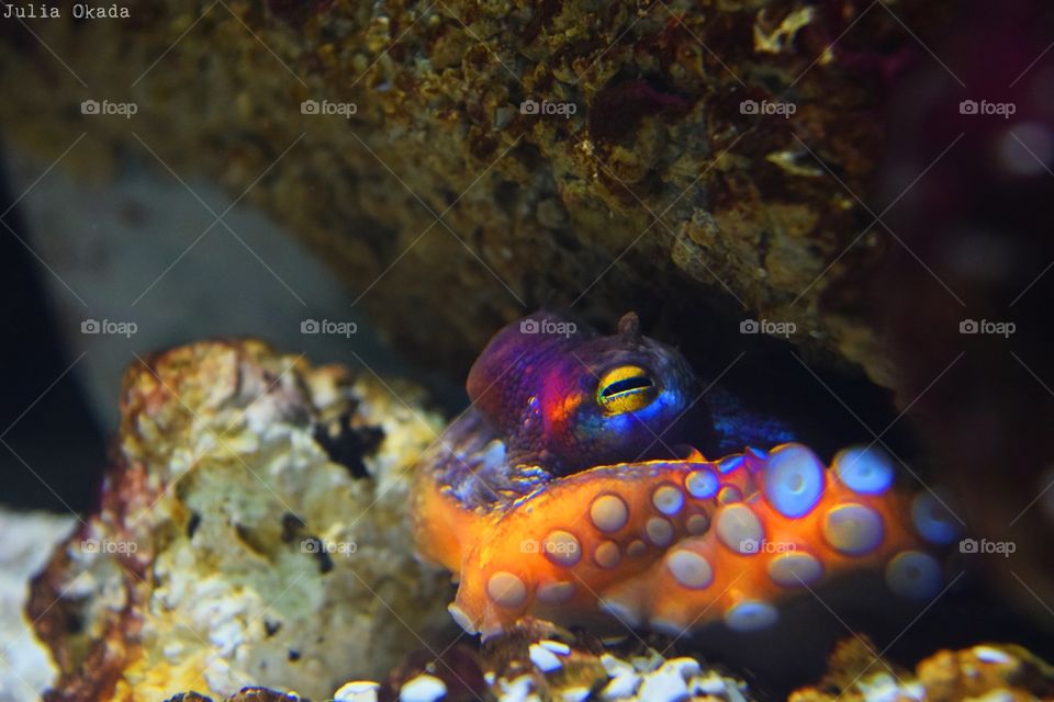 All rights are reserved