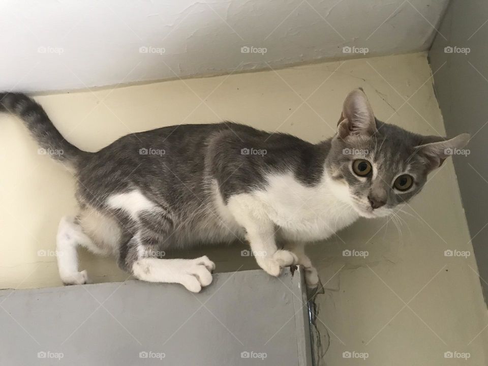 mammal pets animal themes animal domestic domestic animals domestic cat one animal cat feline portrait vertebrate Looking At Camera close-up whisker animal body part no people indoors animal head focus on foreground in Juja, Kenya