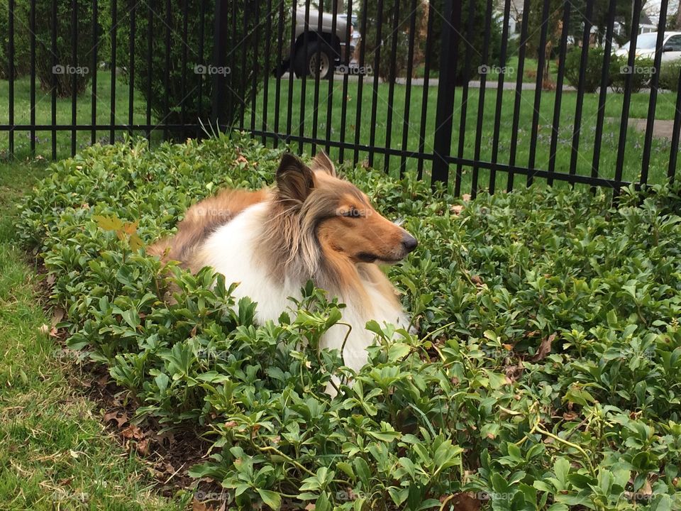 Lassie in green