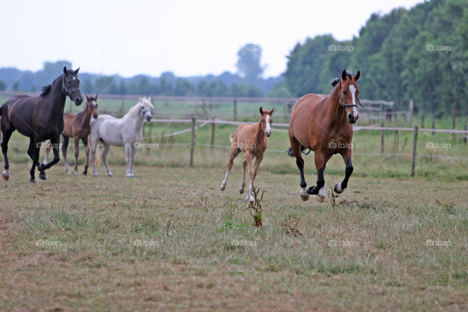 Horse, Mare, Equine, Equestrian, Stallion