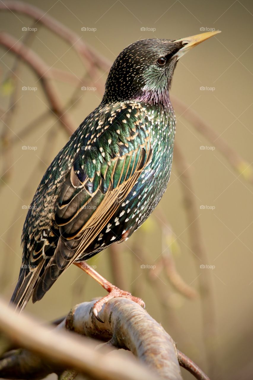 Starling 
