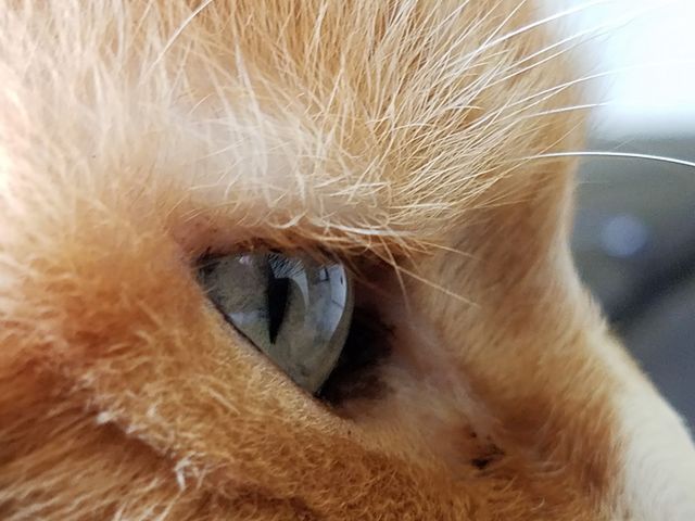 Cat Eye