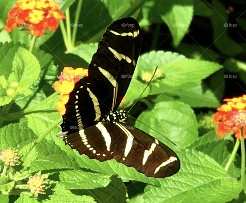 Black striped butterfly on orange flower