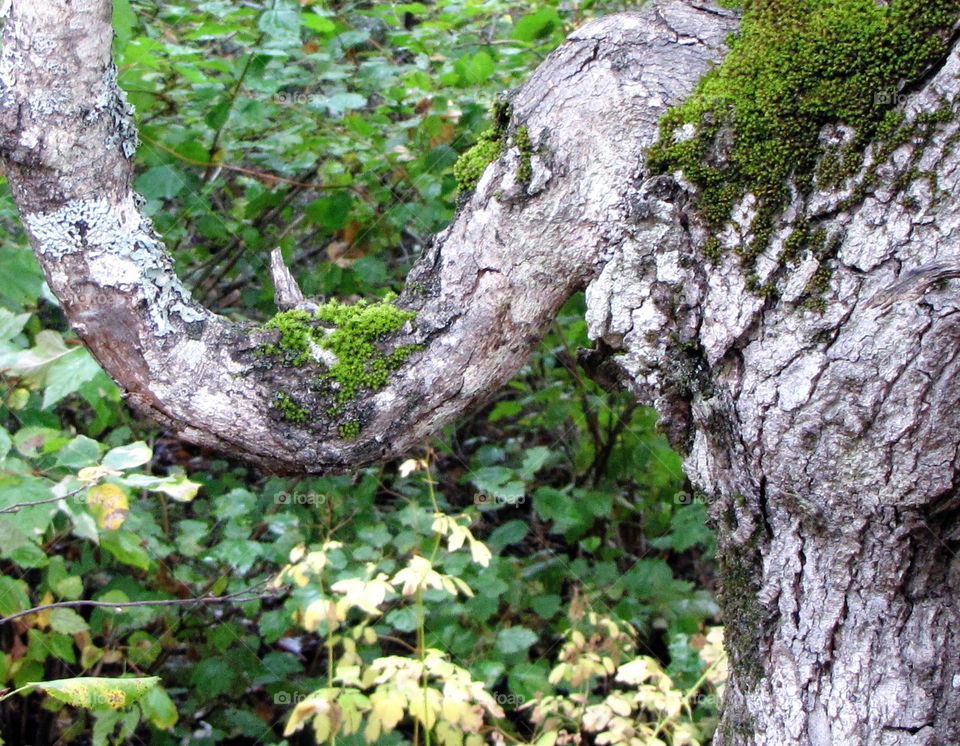italy grey tree forest by miowan