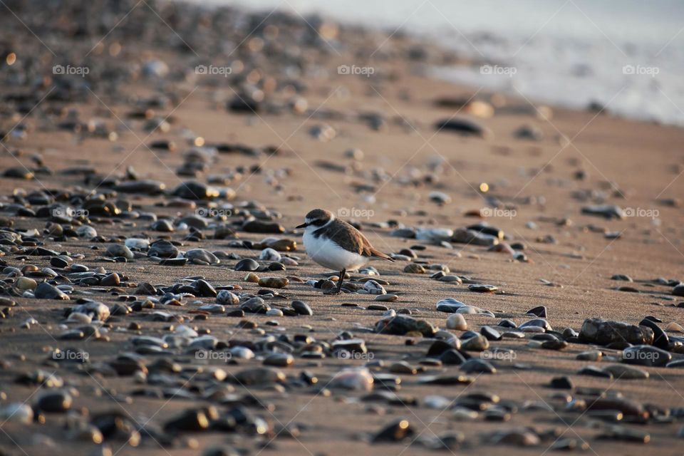 Bird scene on the beach