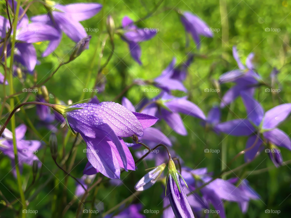 bellflowers 