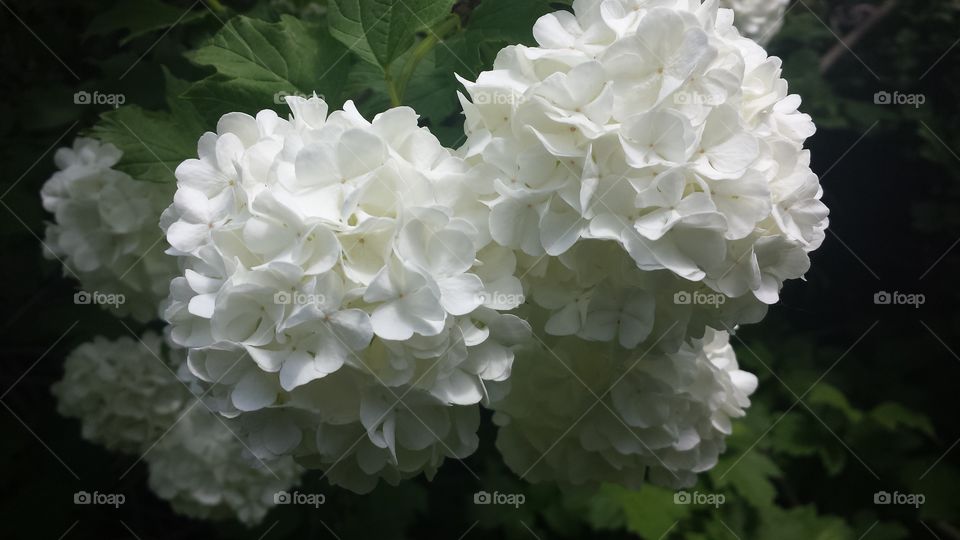 Snowballs. flowers