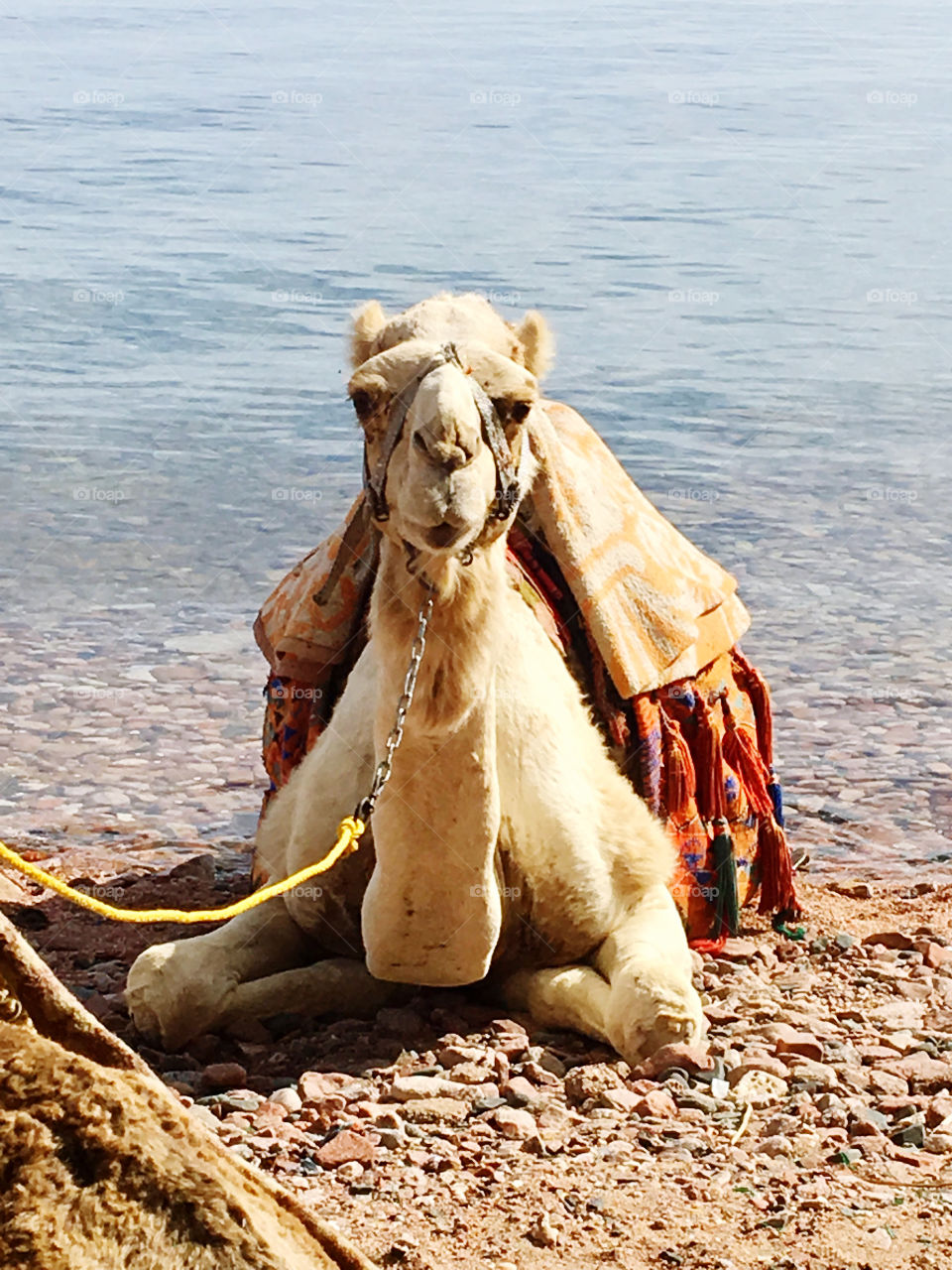 Camel on the Beach